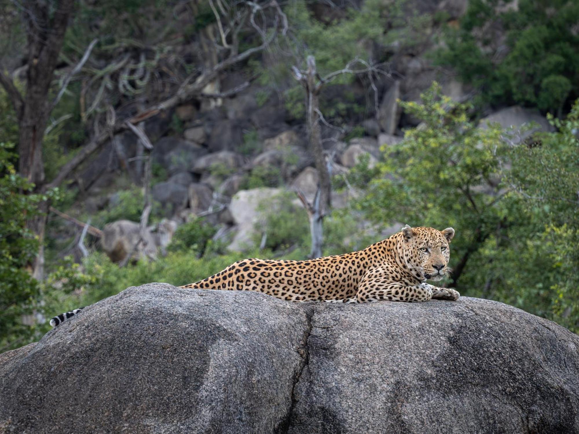 Nyati Safari Lodge Ходспруит Екстериор снимка