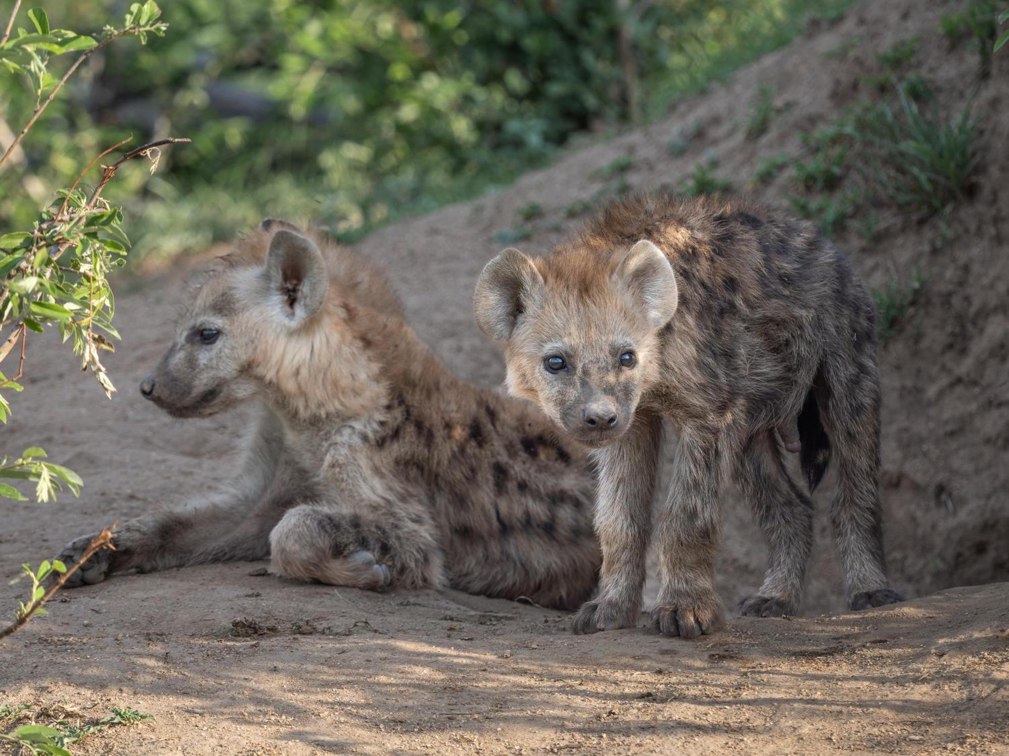 Nyati Safari Lodge Ходспруит Екстериор снимка